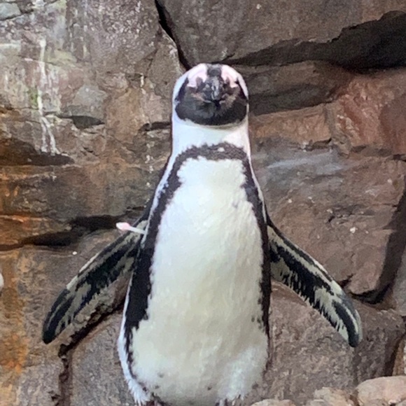 Meet your Posher, Renee - Picture 1 of 1